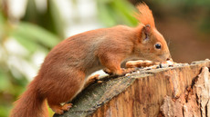 Eichhörnchen (18).jpg